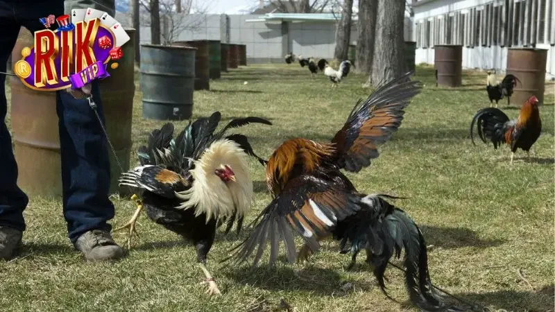 Tham gia cá cược đá gà trực tuyến – gay cấn và đầy kịch tính